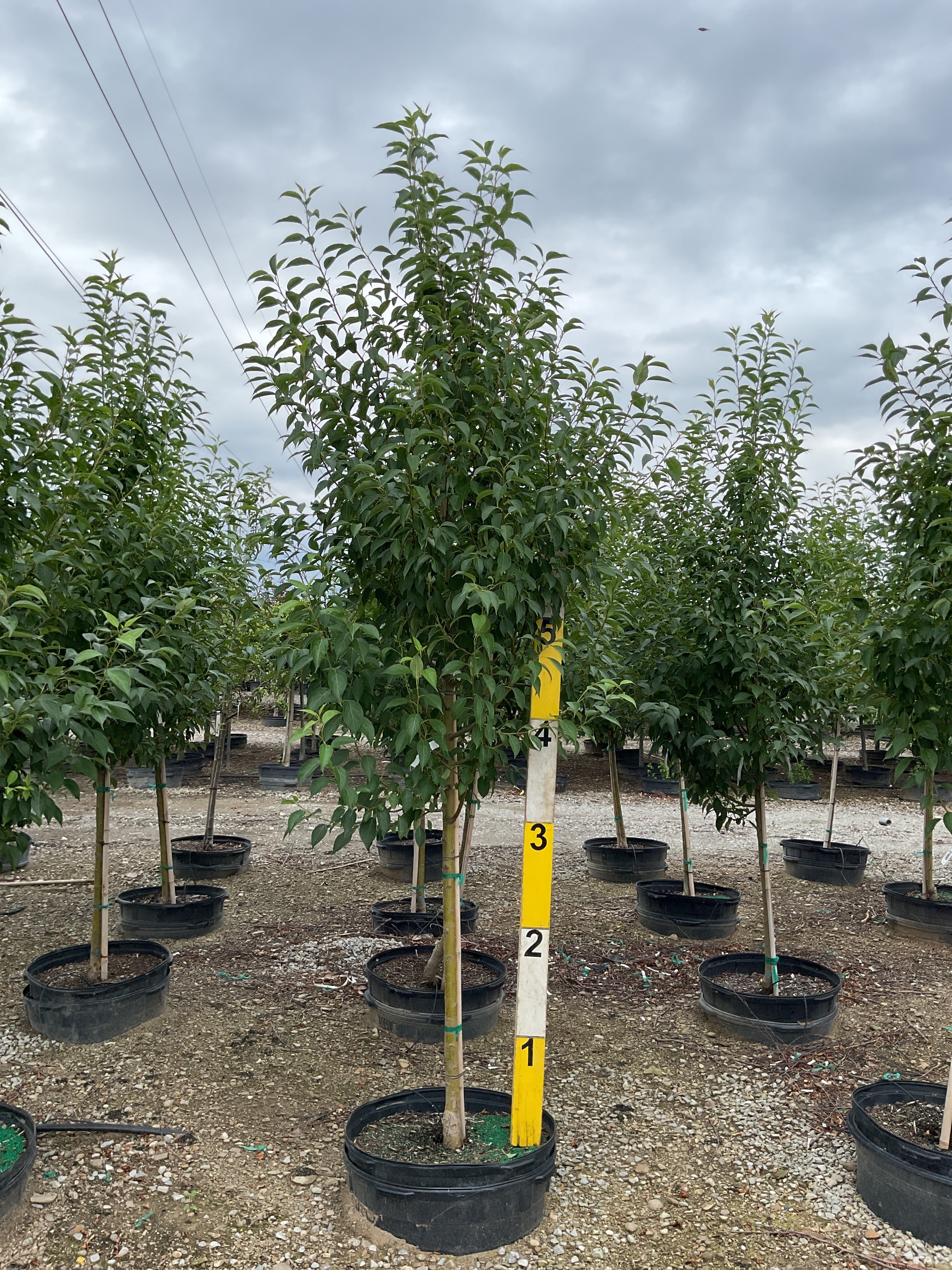 Malus starlite