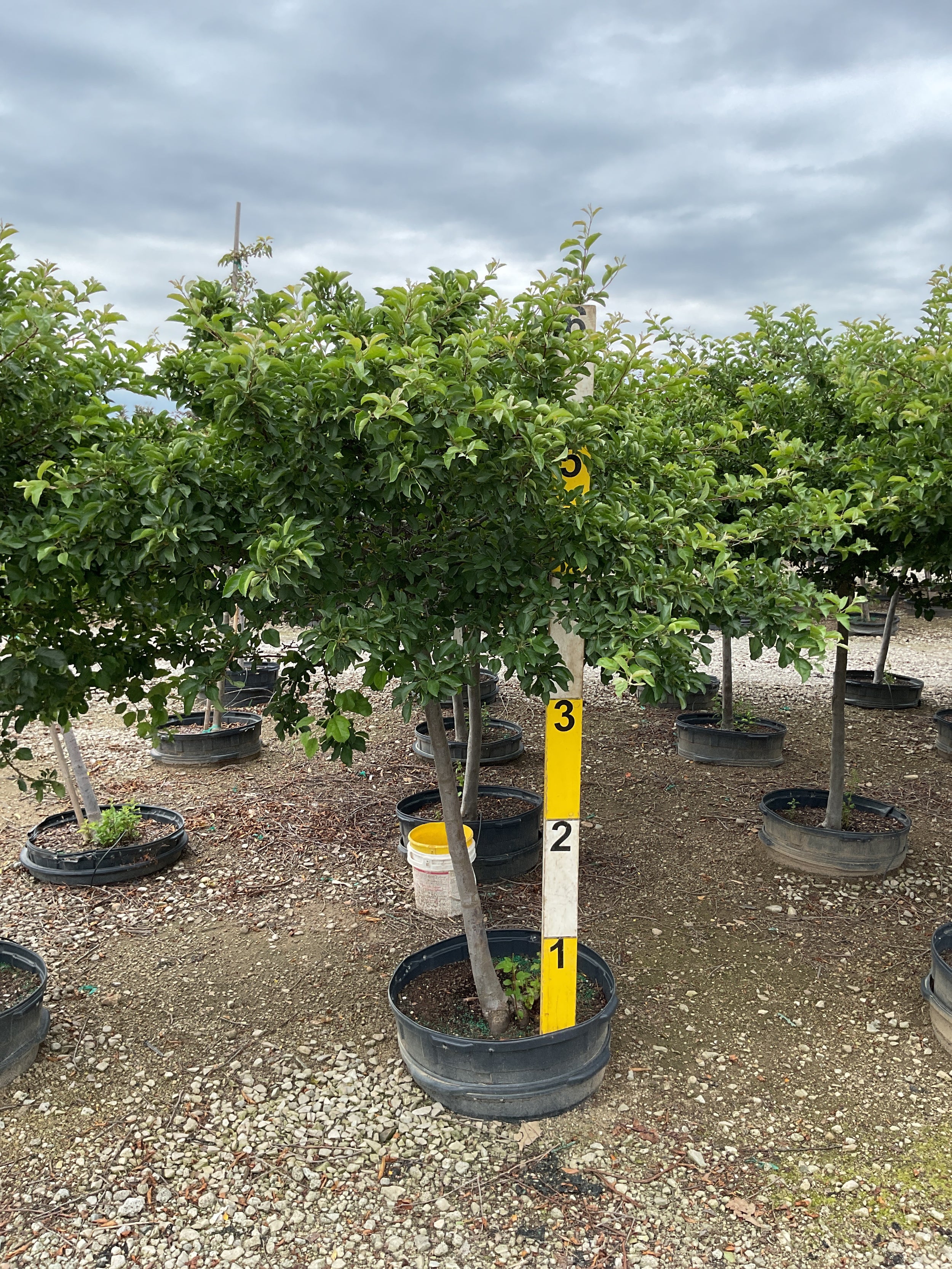 Malus sargentii 'Tina'