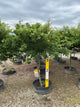 Malus sargentii 'Tina'