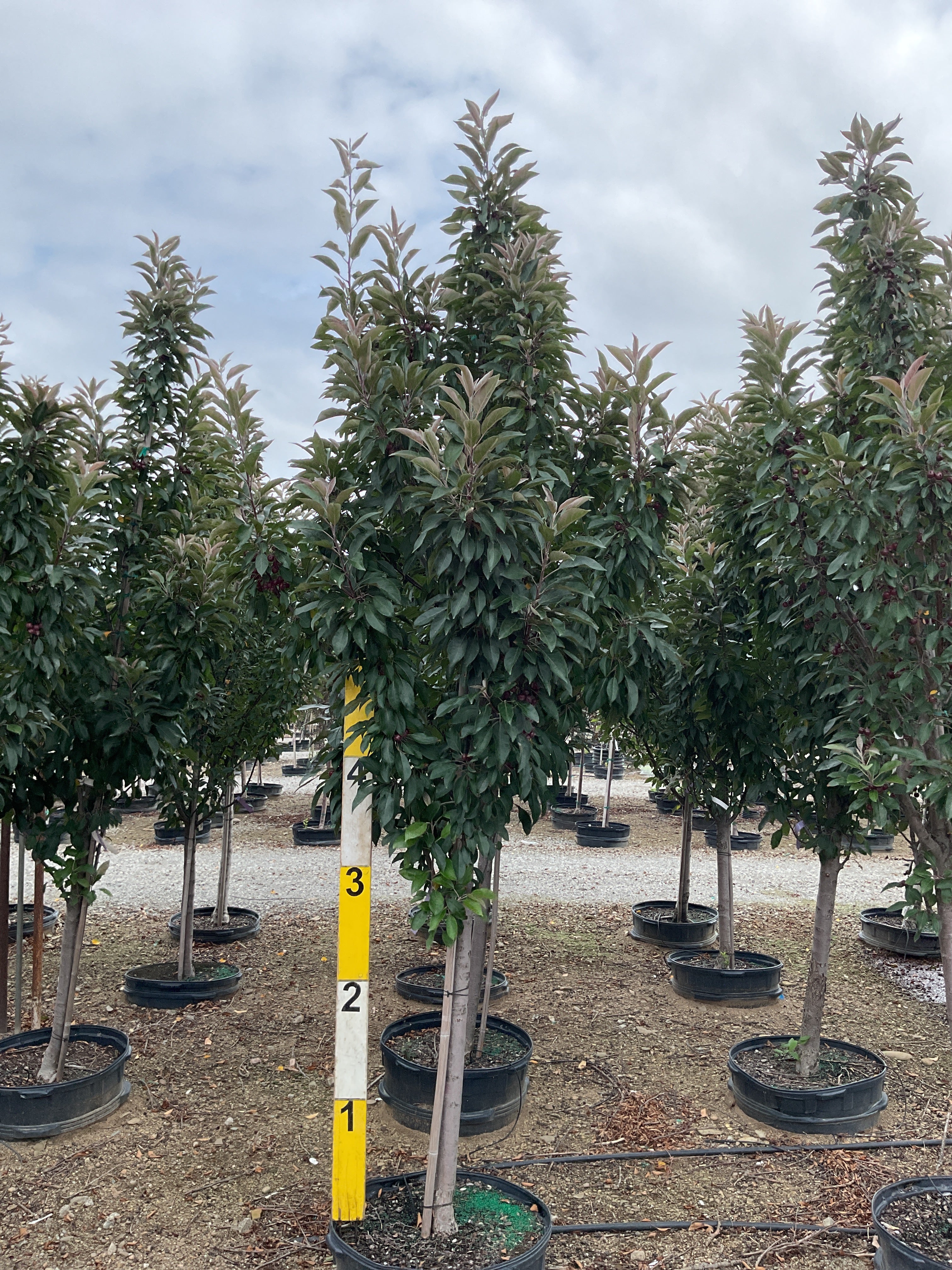 Malus 'Jefgreen'