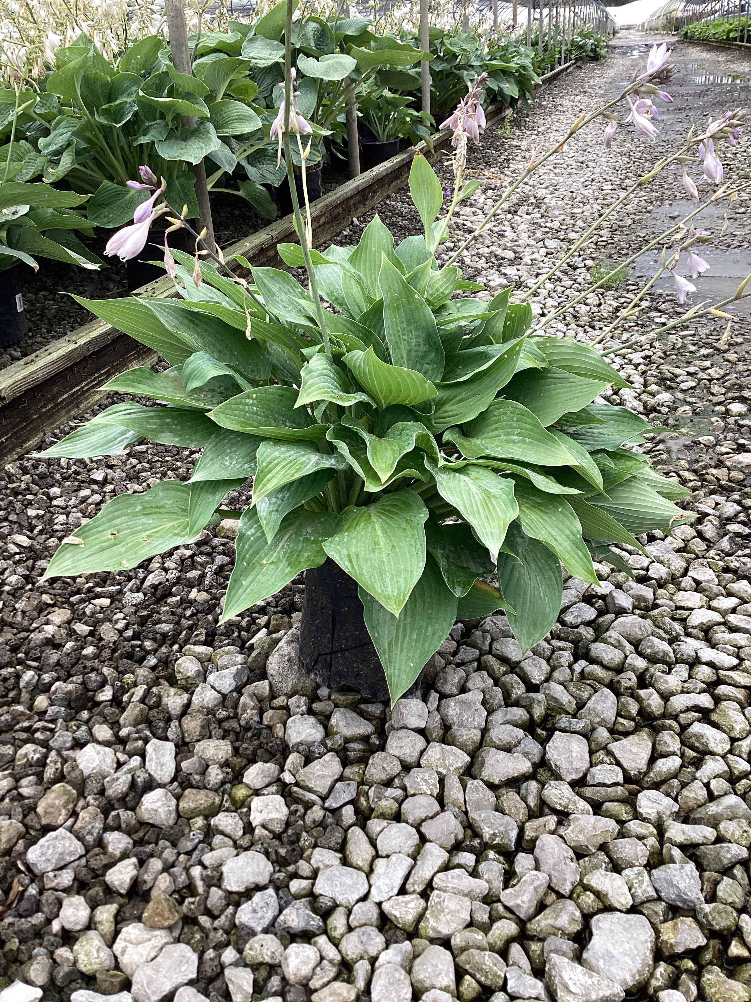 Hosta sieboldiana 'Elegans'