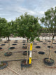 Malus coralcole 'Coralcole'