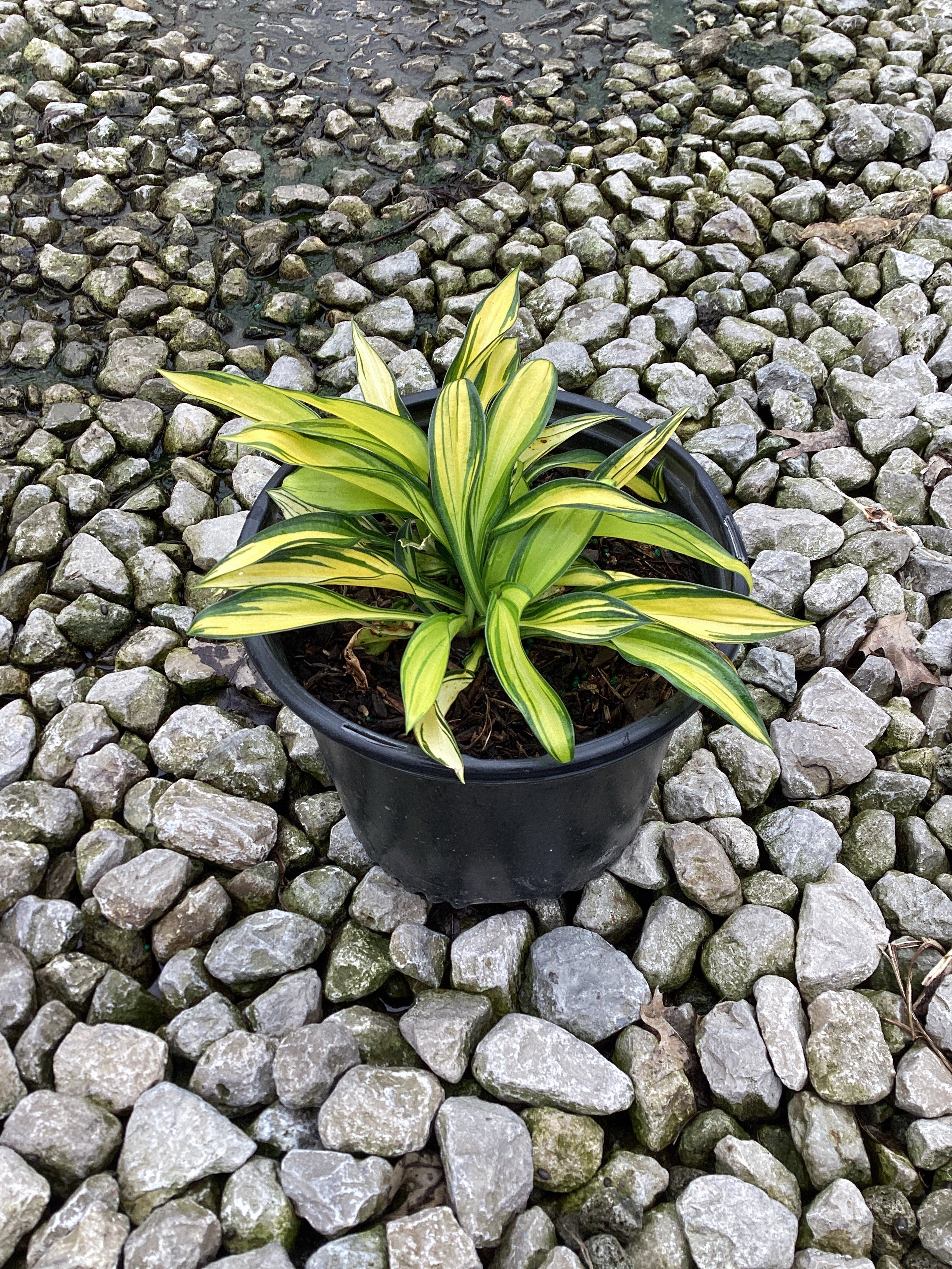 Hosta rainbows 'End'