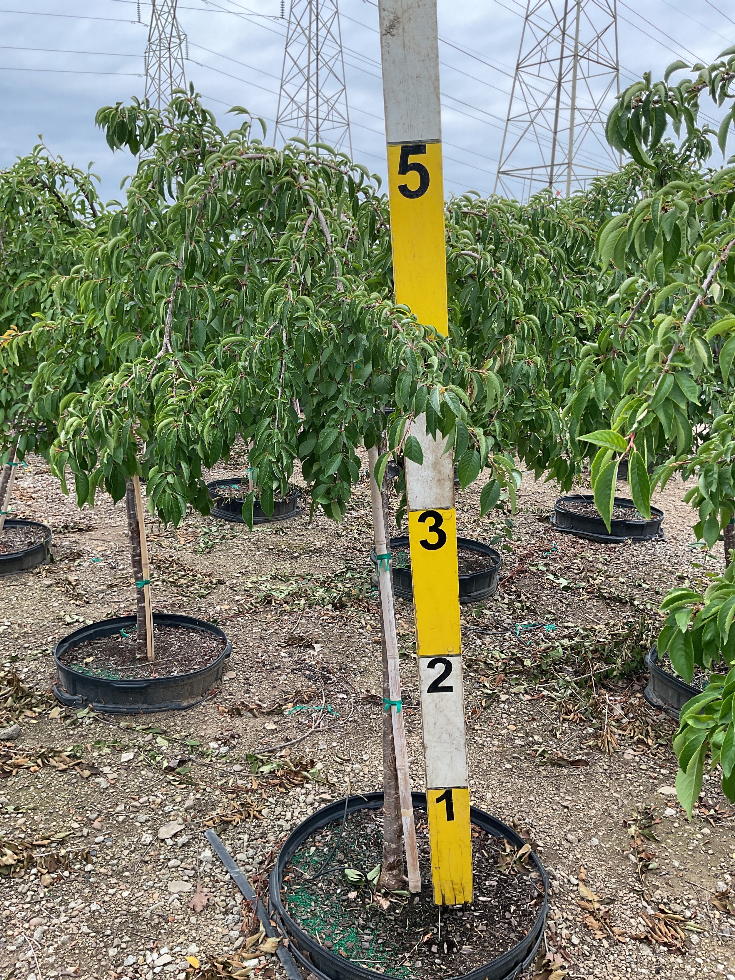 Prunus x 'Snofozam'