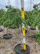Prunus x 'Snofozam'