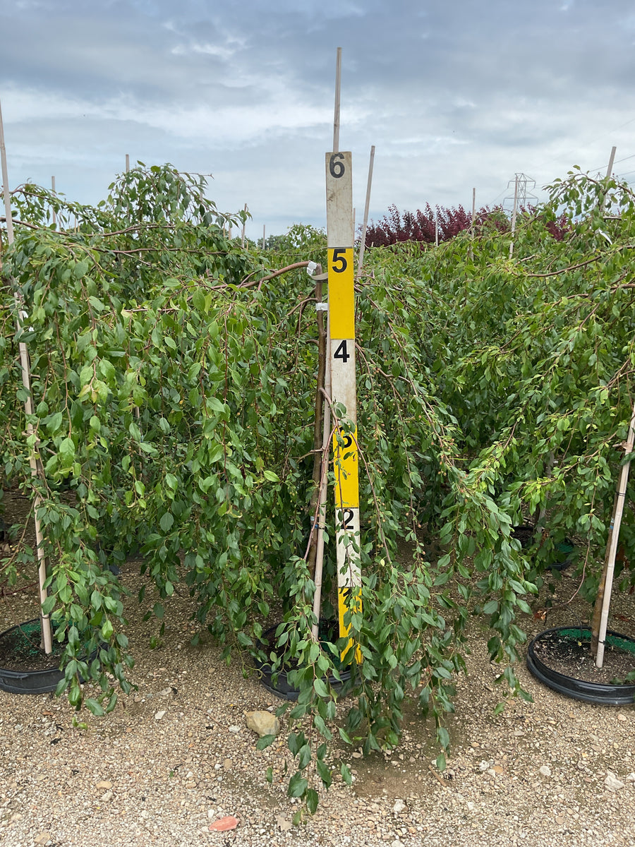 Malus 'Louisa' â€” G15 60