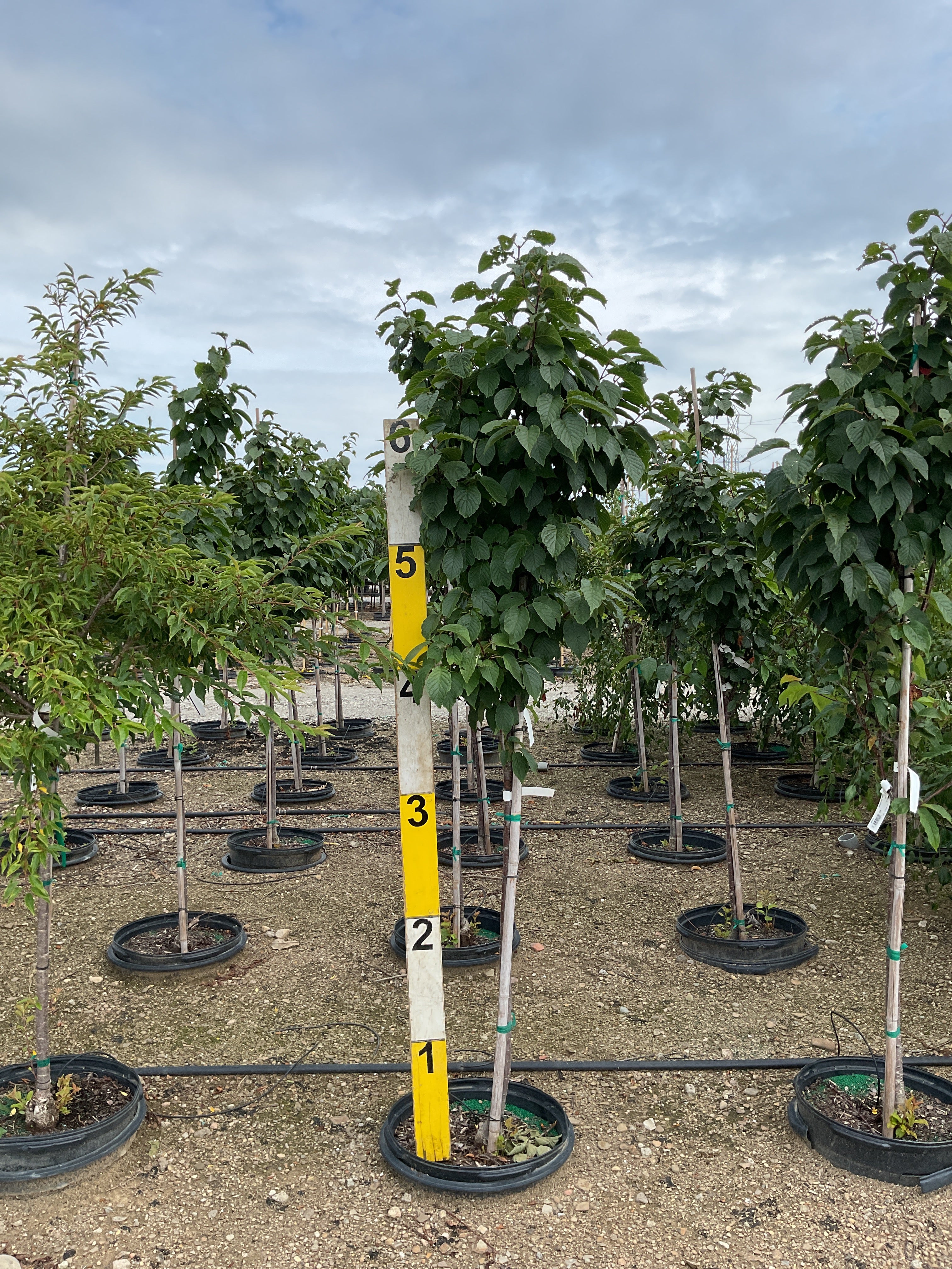Prunus sargentii 'Pink Flair'