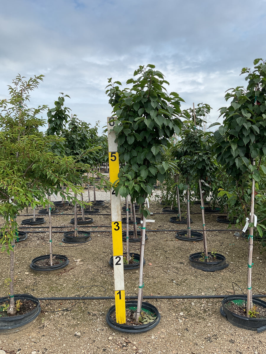 Prunus sargentii 'Pink Flair' â€” G15 60