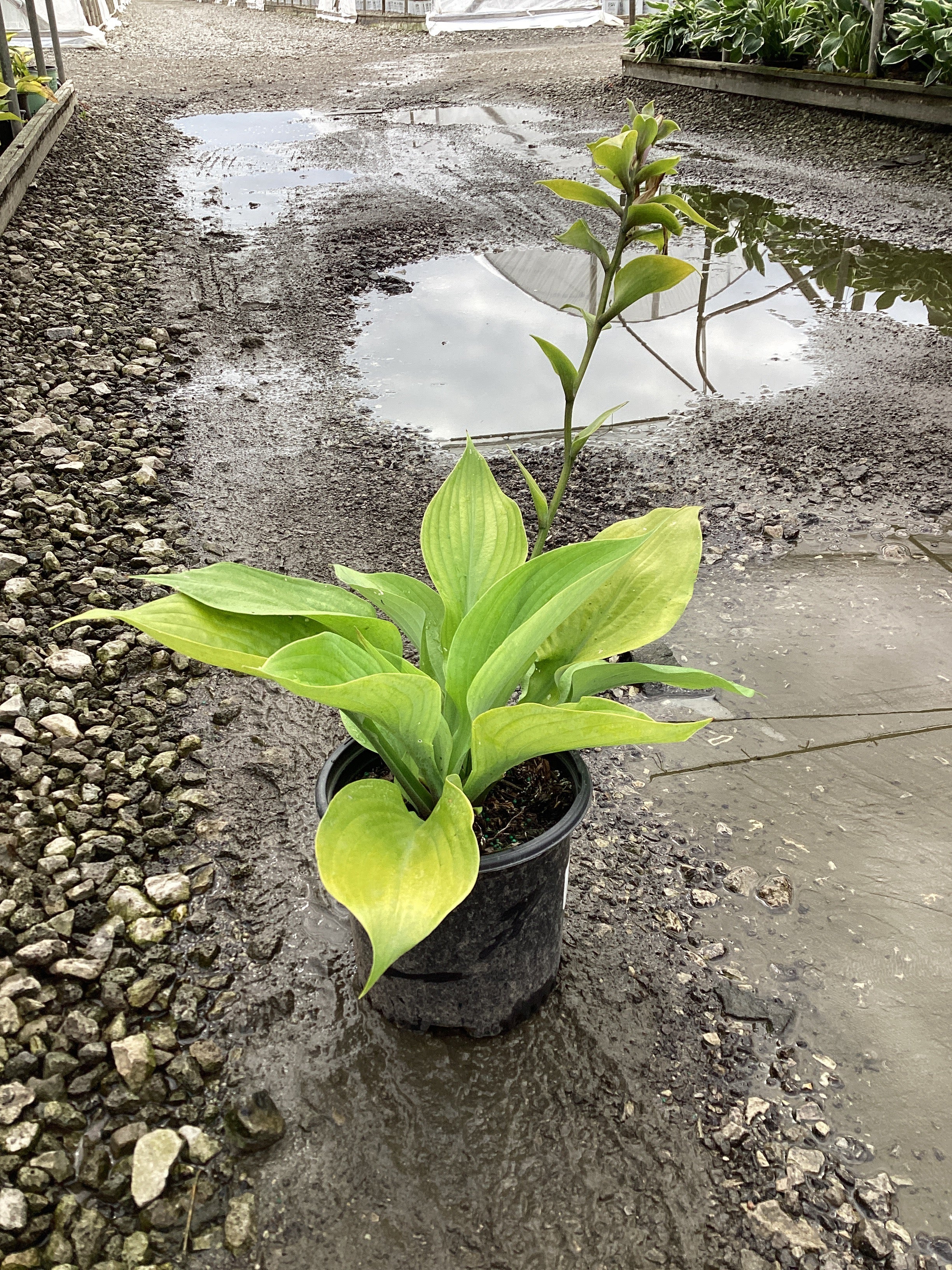 Hosta 'Sum and Substance'