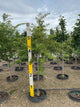 Prunus subhirtella 'Autumnalis'
