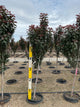 Malus 'JFS KW213MX’ Raspberry Spear