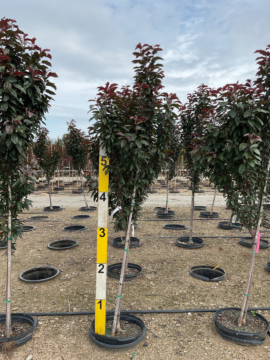 Malus 'JFS KW213MX’ Raspberry Spear â€” G15 72