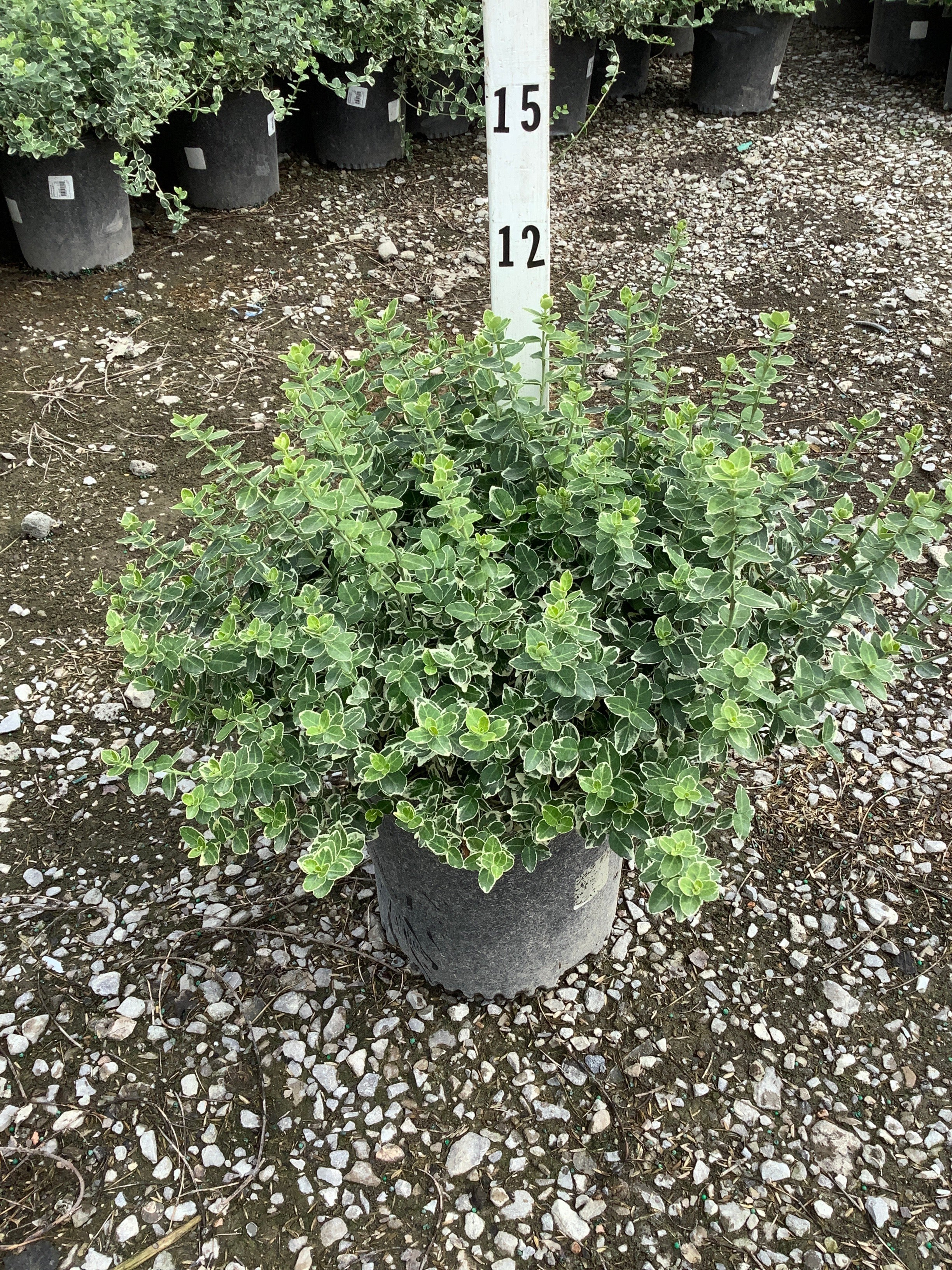 Euonymus fortunei 'Emerald Gaiety'