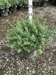 Euonymus fortunei 'Emerald Gaiety'