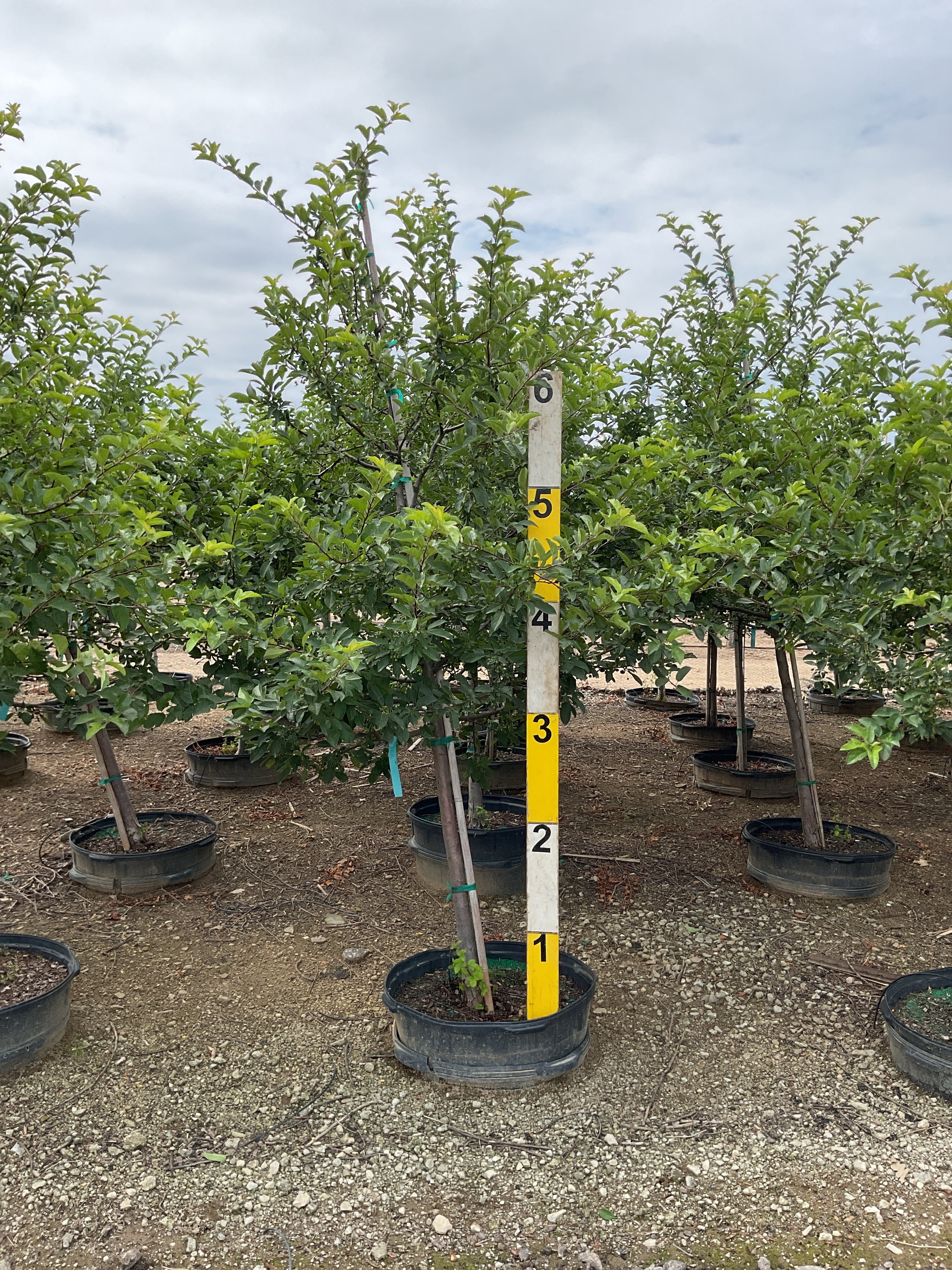 Malus sargentii