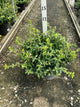Euonymus fortunei 'Moonshadow'