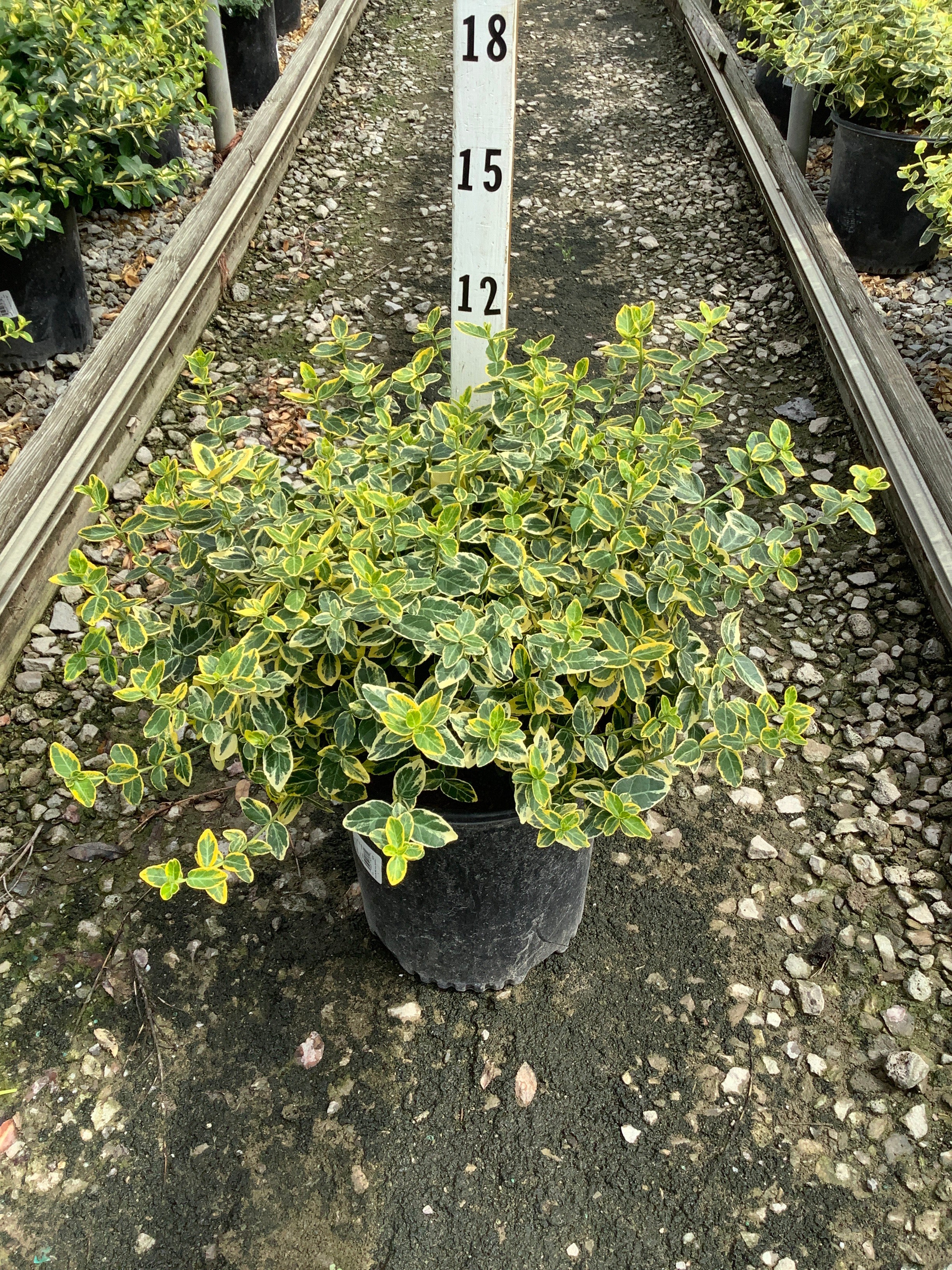 Euonymus fortunei 'Emerald N Gold'