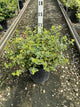 Euonymus fortunei 'Emerald N Gold'