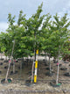 Prunus x yedoensis 'Yoshino'