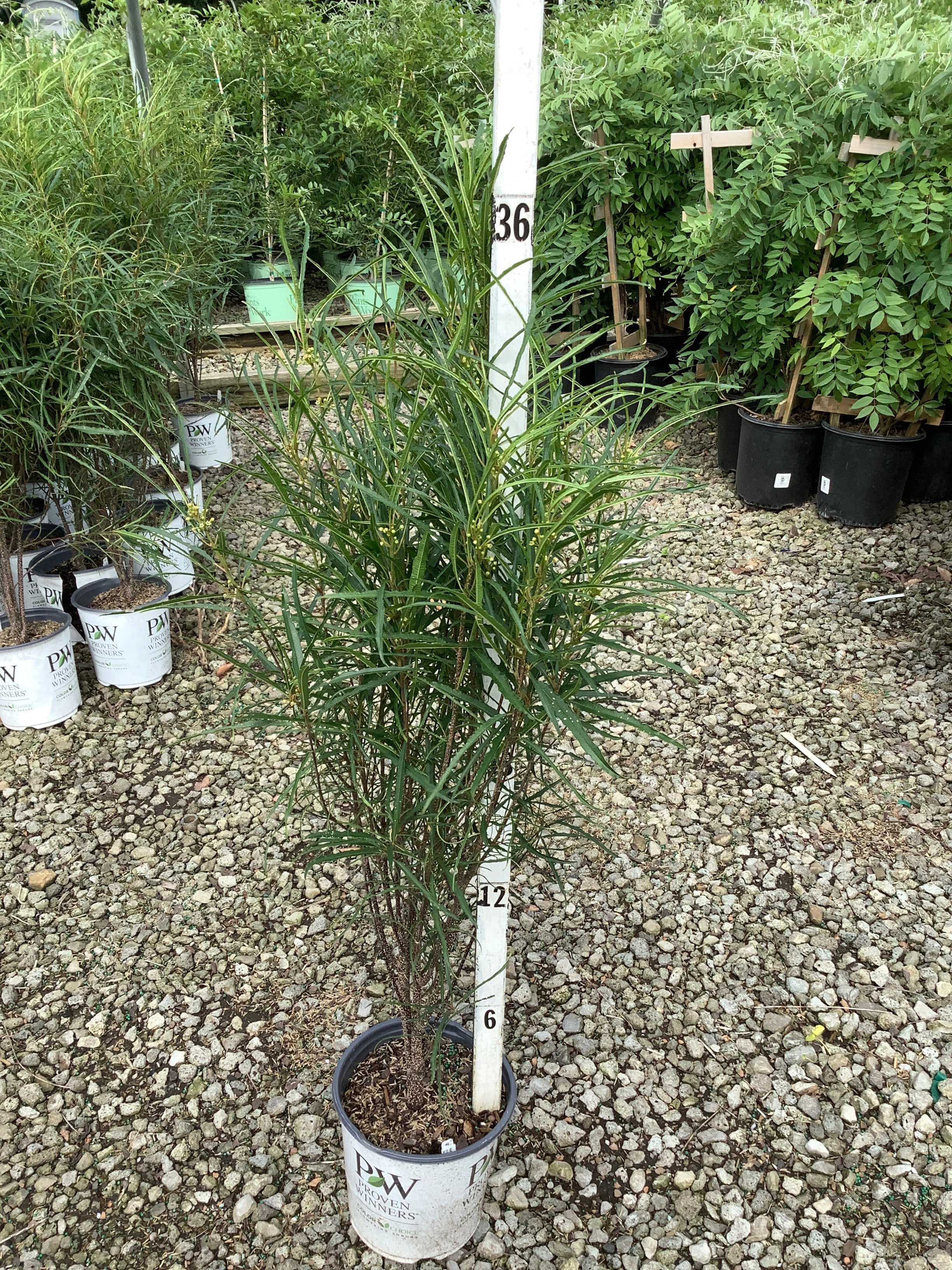 Rhamnus frangula 'Ron Williams'