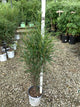 Rhamnus frangula 'Ron Williams'