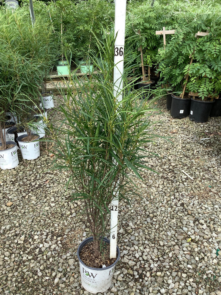Rhamnus frangula 'Ron Williams' â€” G1 PW