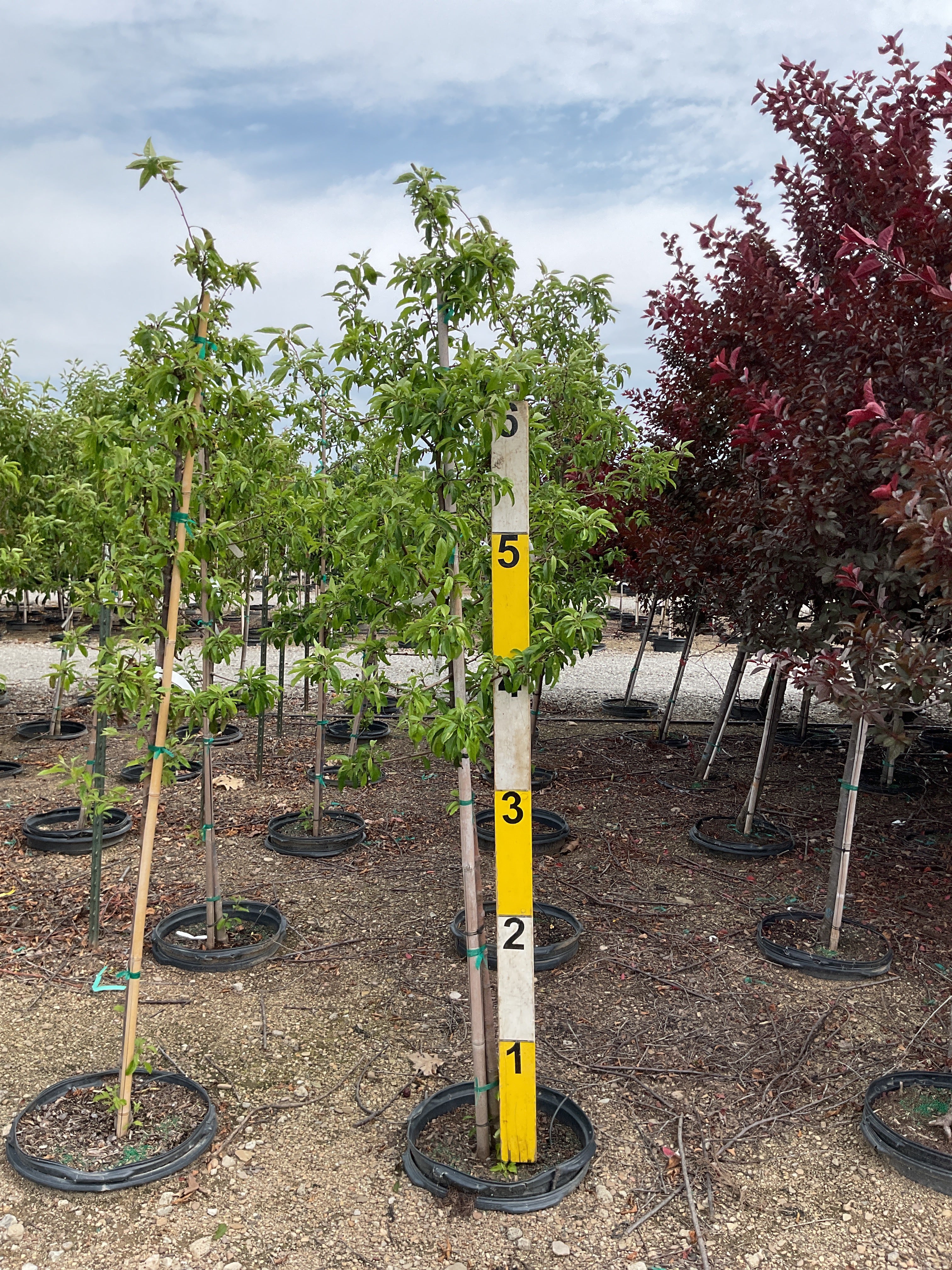 Malus 'Sugar Sutyzam'