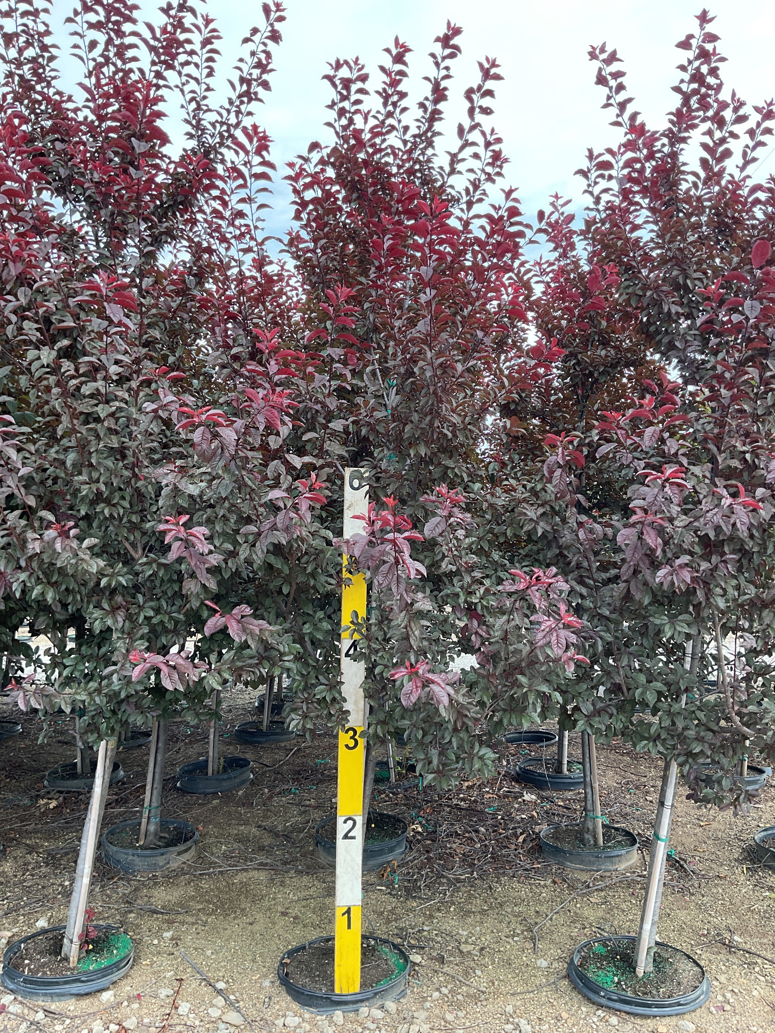 Prunus cerasifera 'Newport'
