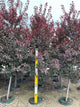 Prunus cerasifera 'Newport'