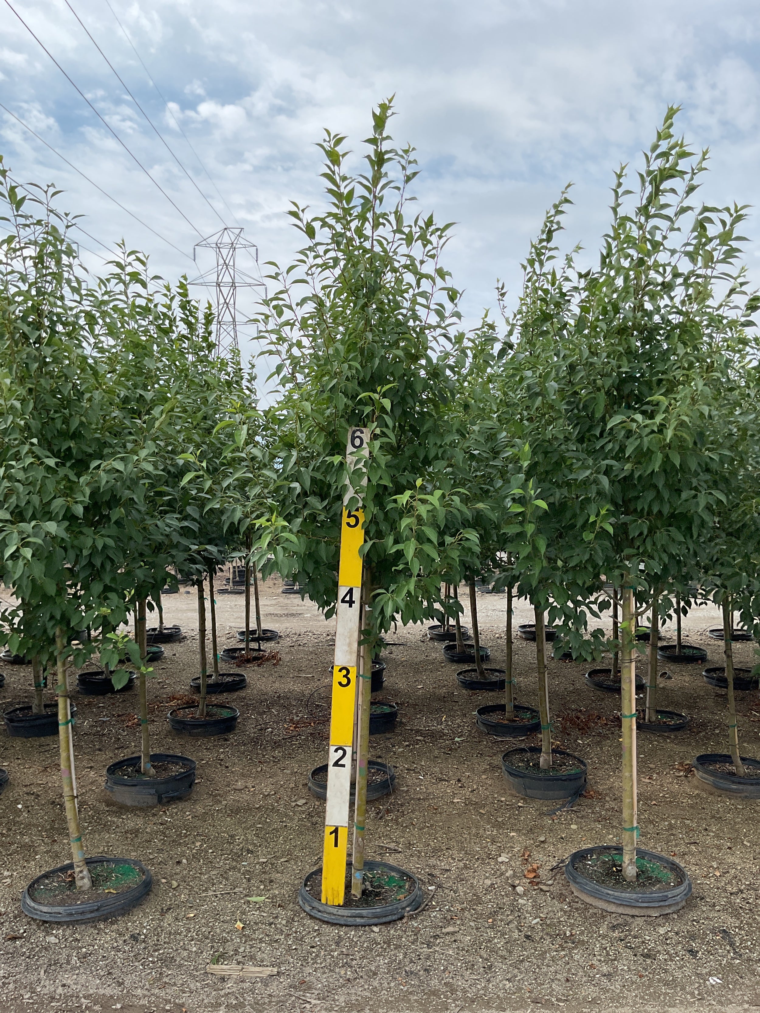 Malus starlite