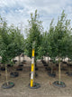 Malus starlite
