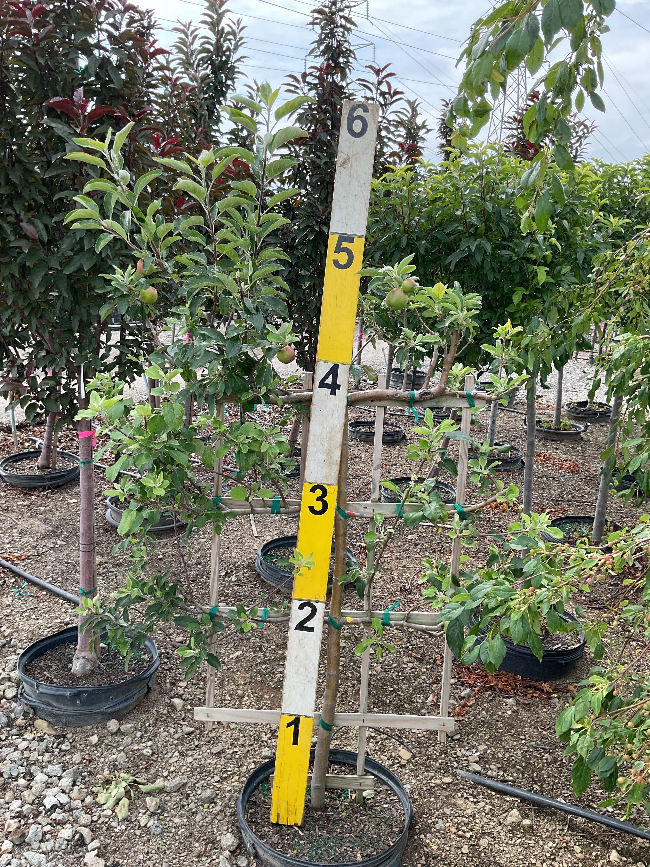 Malus '6-Way Espalier Apple Tree'