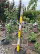 Malus '6-Way Espalier Apple Tree'