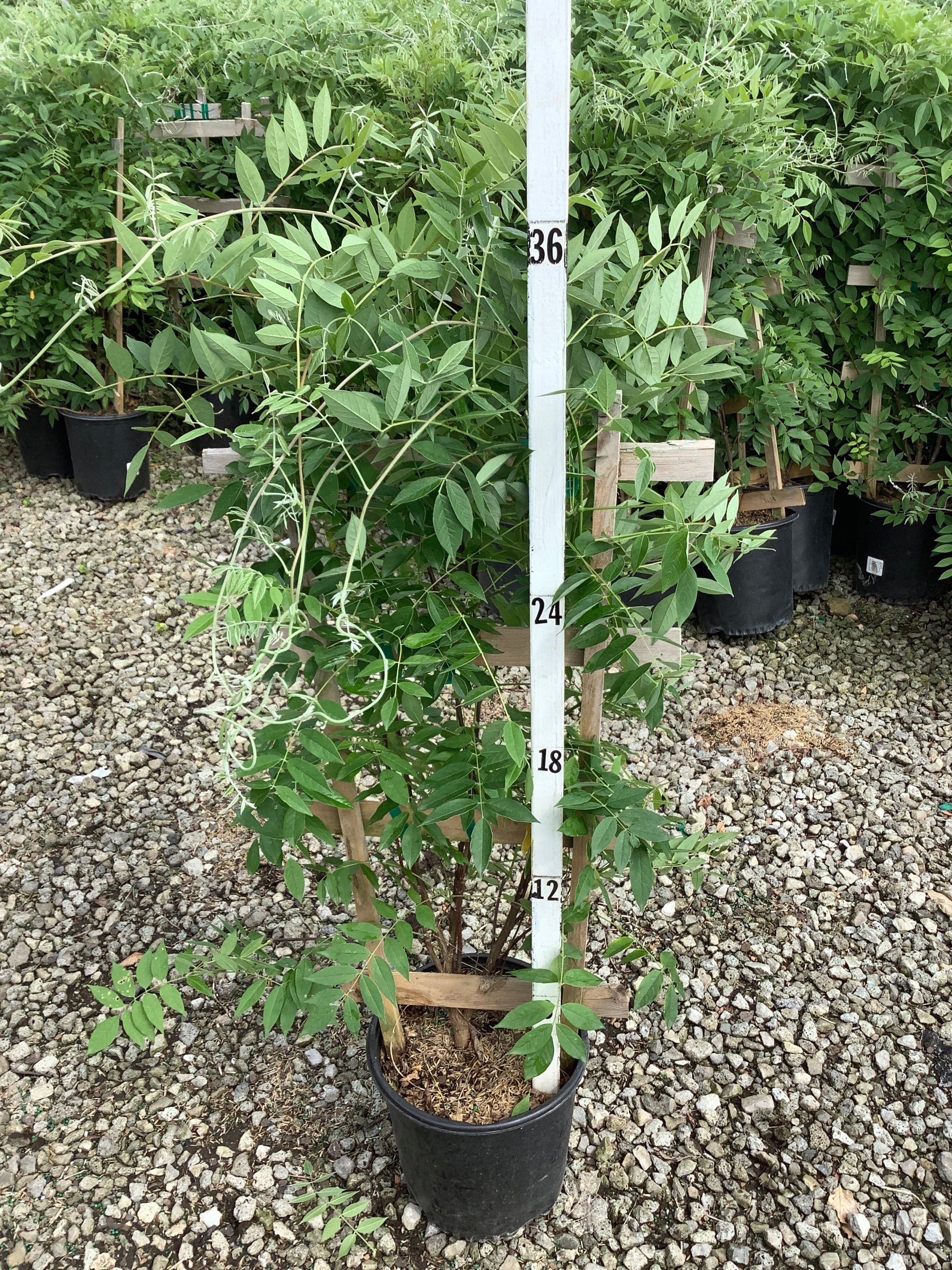 Wisteria macrostachya 'Blue Moon'