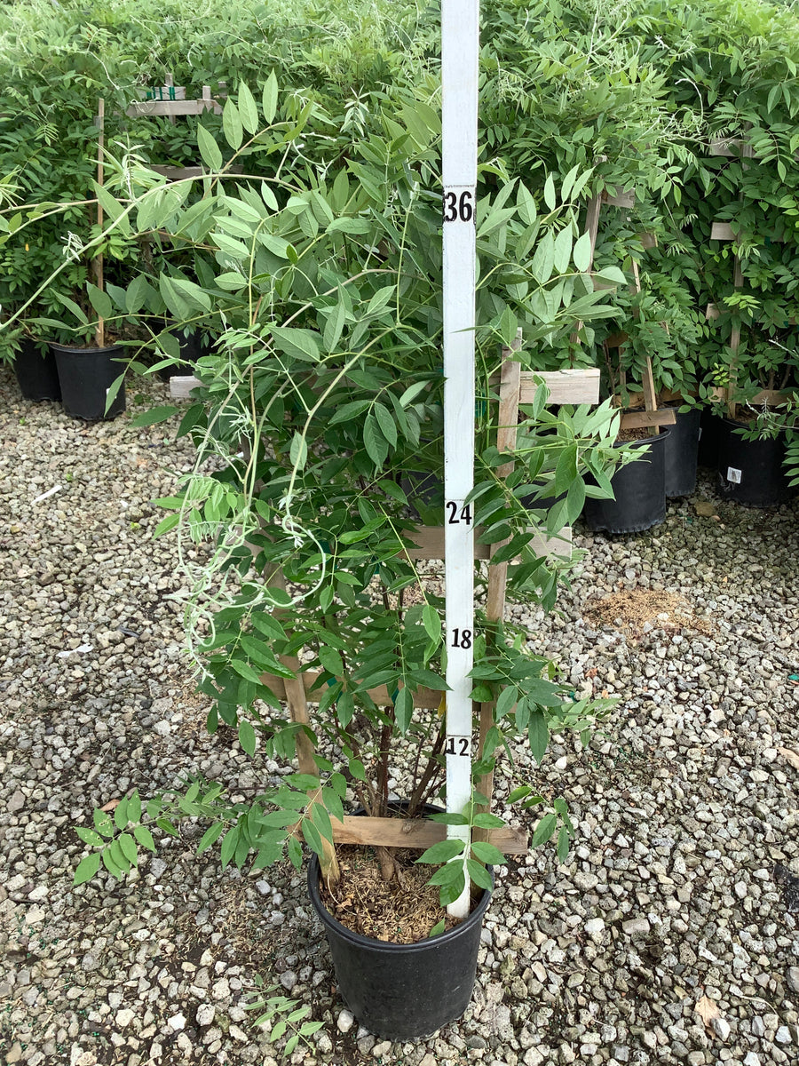 Wisteria macrostachya 'Blue Moon' â€” G3 60