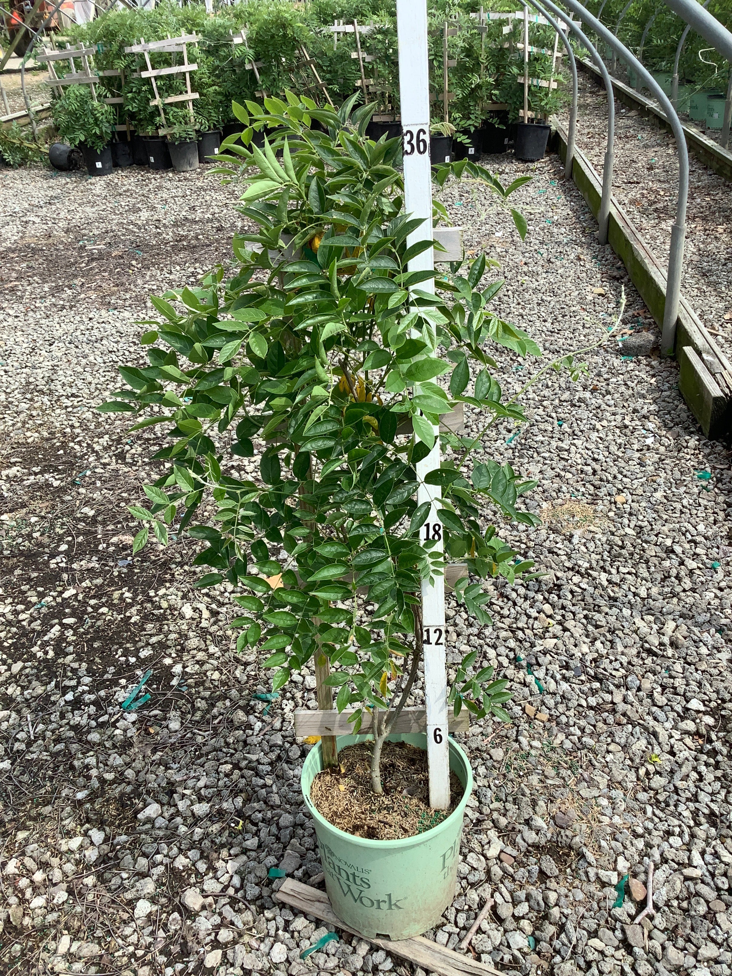 Wisteria macrostachya 'Blue Moon'