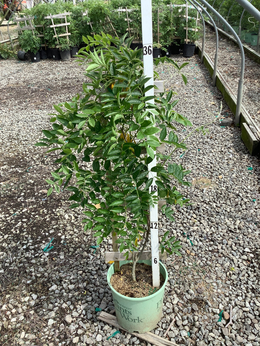 Wisteria macrostachya 'Blue Moon' â€” G2 30