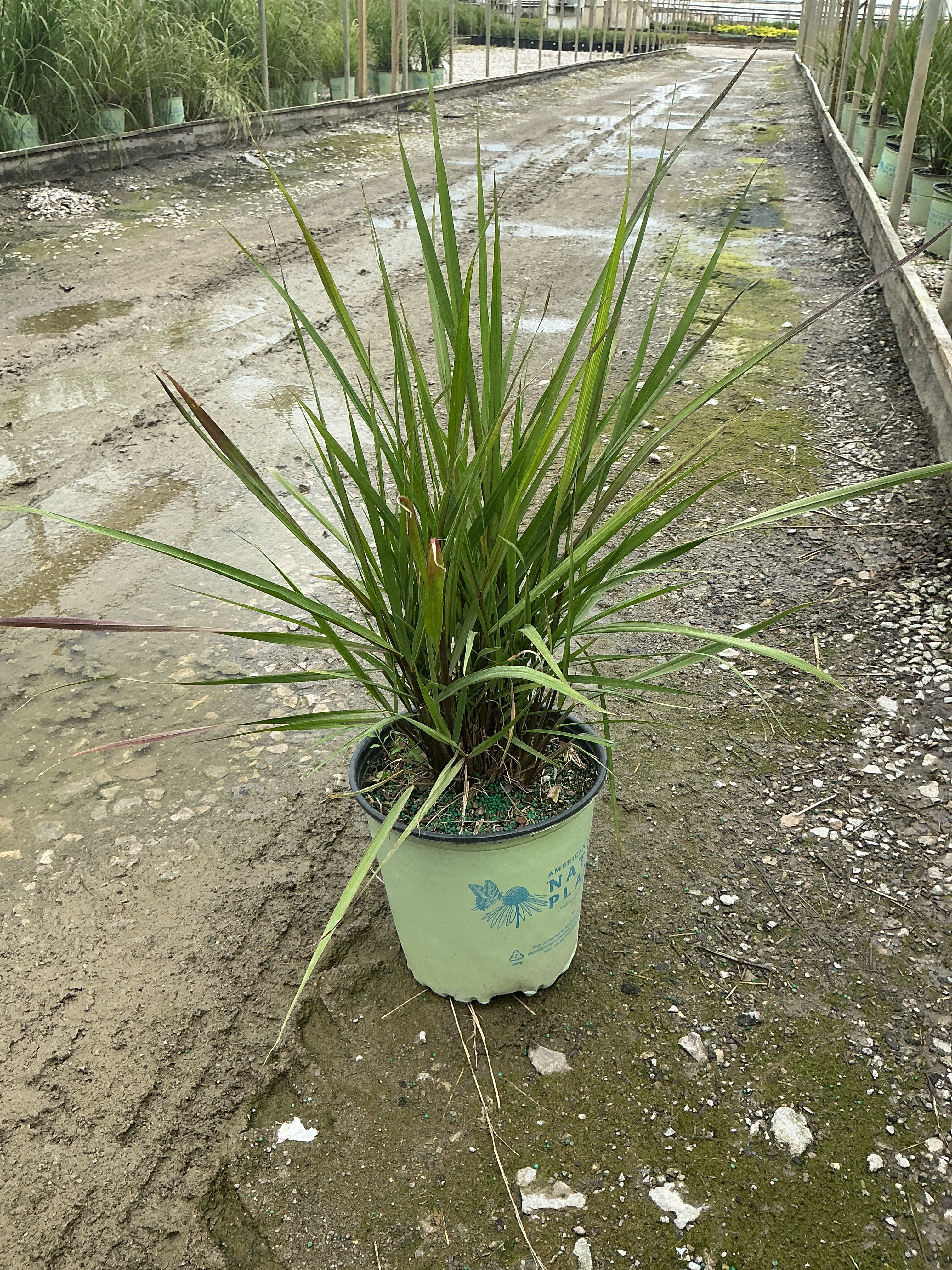 Sorghastrum 'Sorg. N. Golden Sunset'