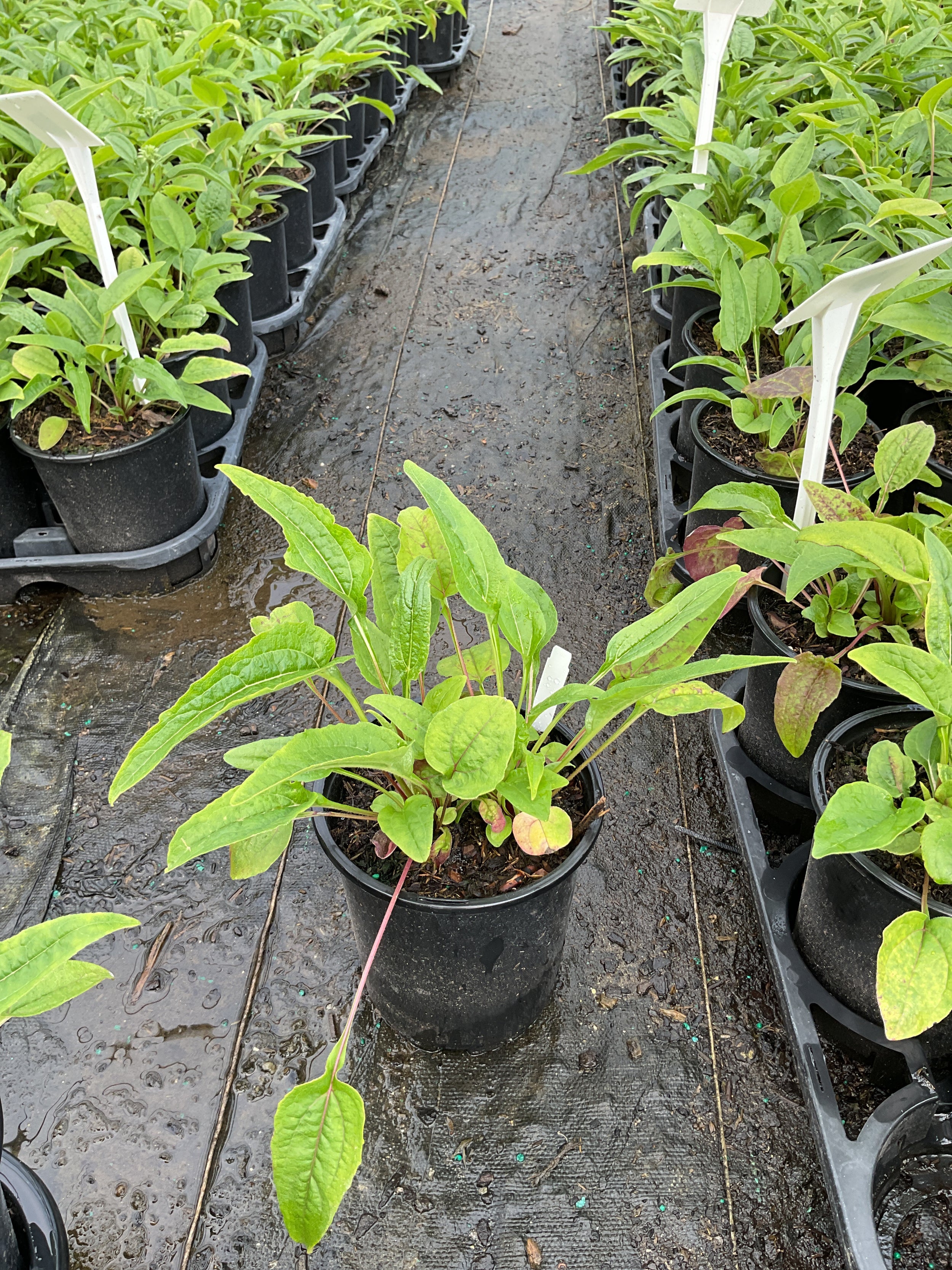 Echinacea purpurea 'PowWow Wild Berry'