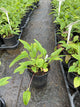 Echinacea purpurea 'PowWow Wild Berry'