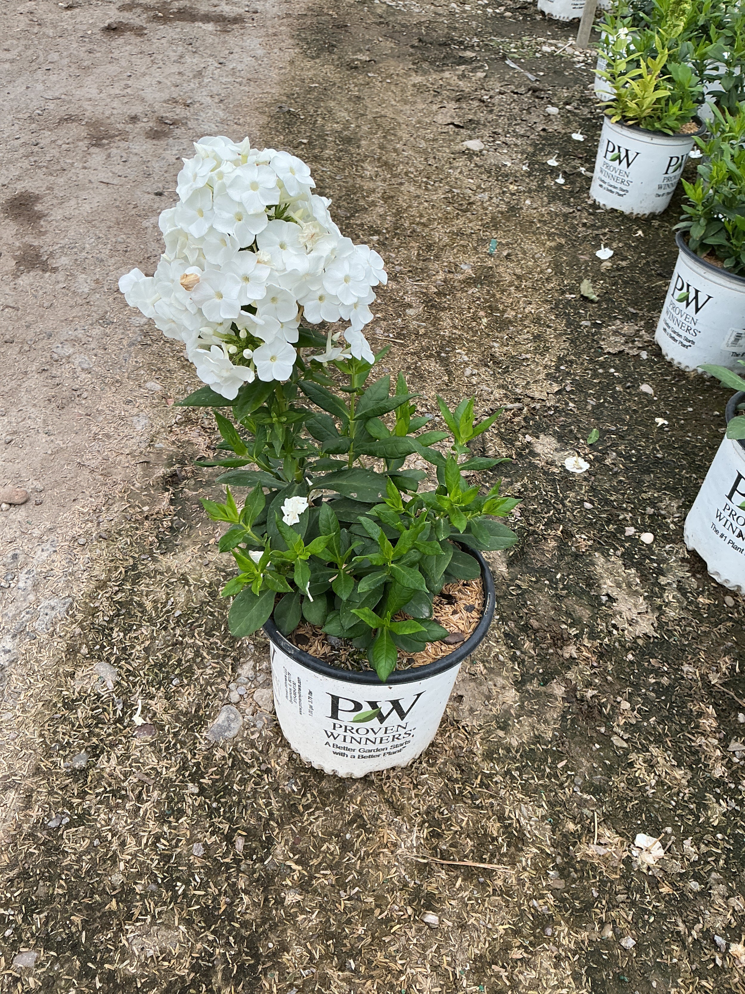 Phlox P 'Luminary Backlight'