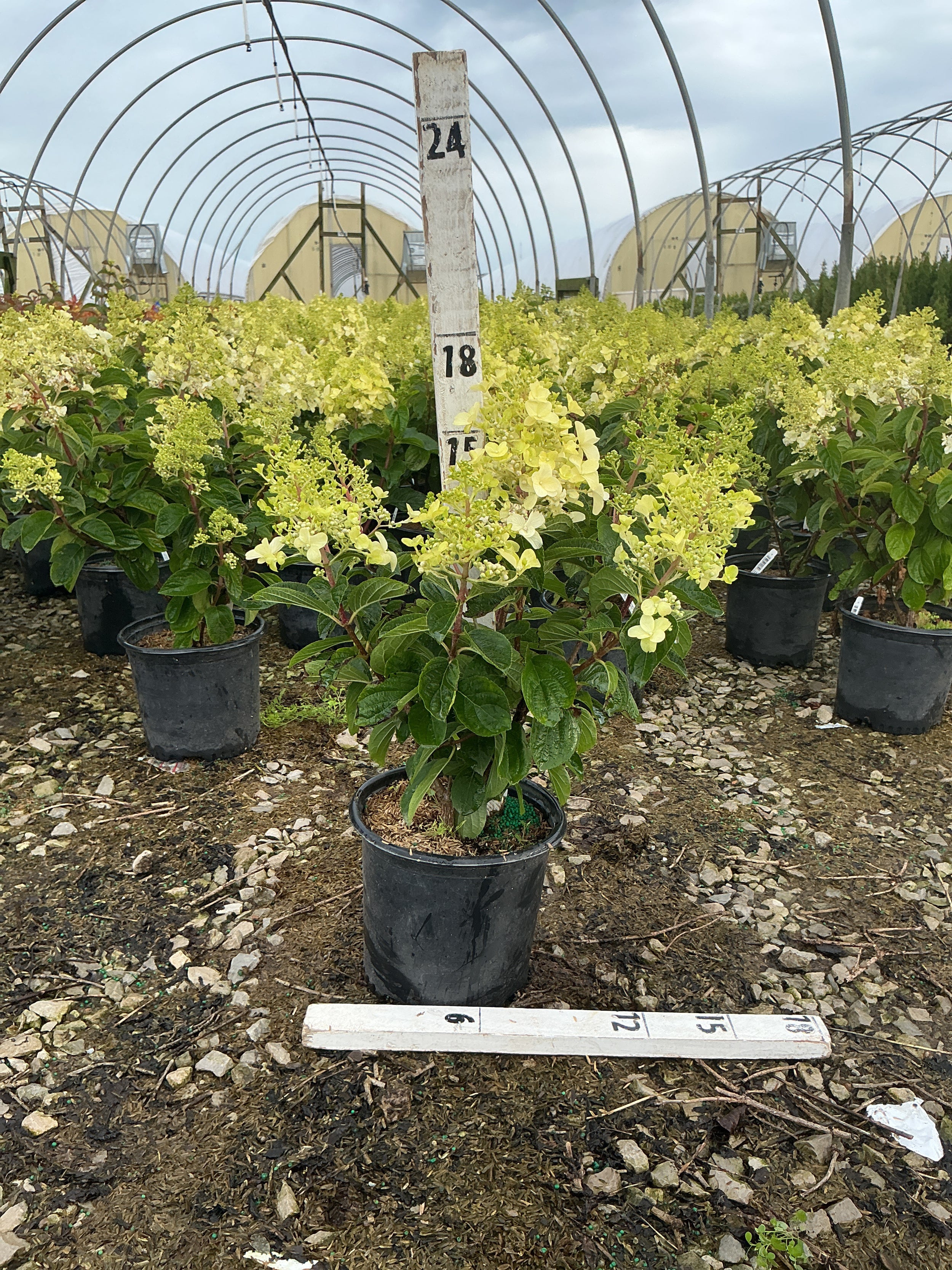 Hydrangea paniculata 'Bailpantwo'
