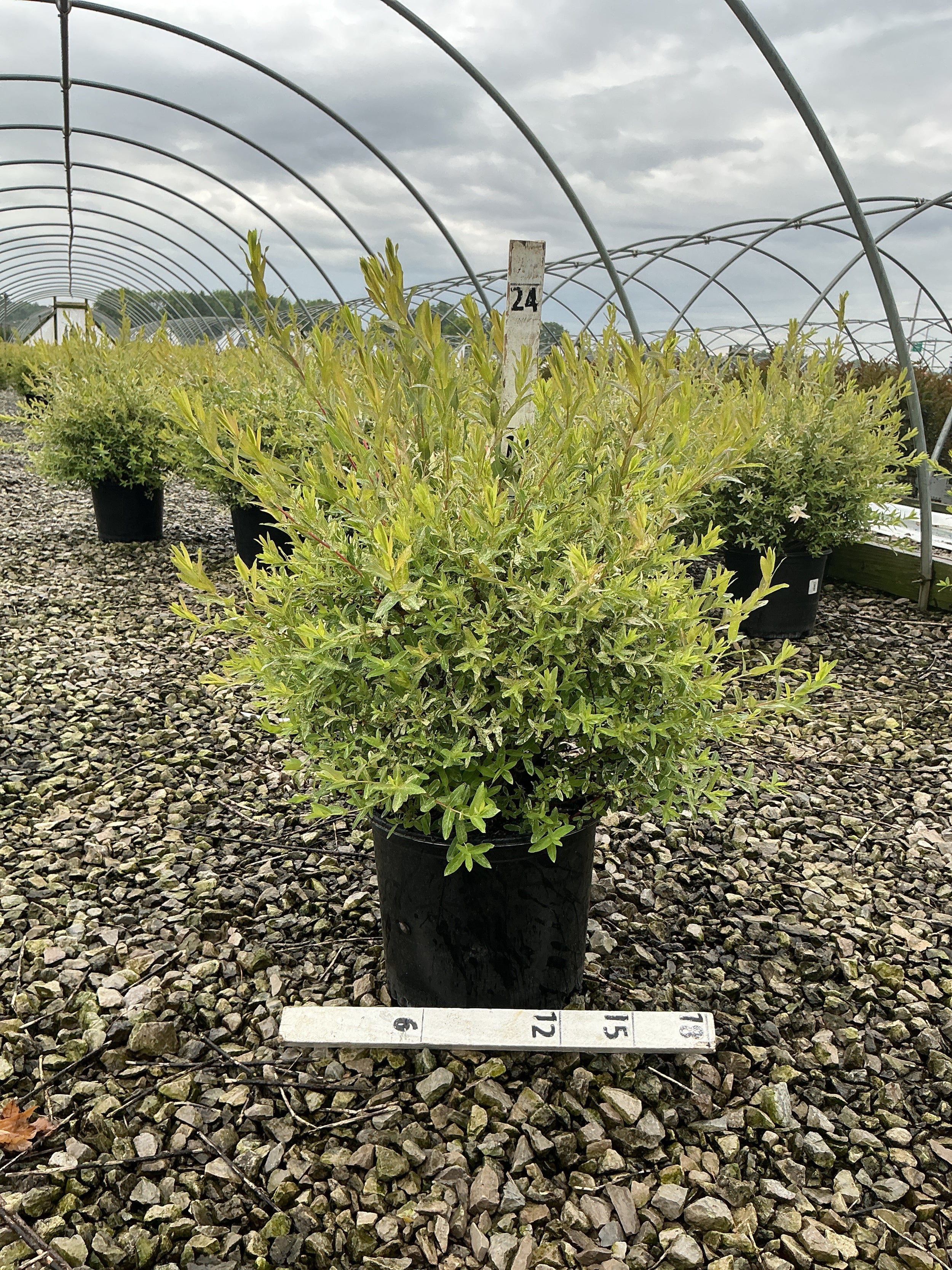 Salix integra 'Hakuro Nishiki'