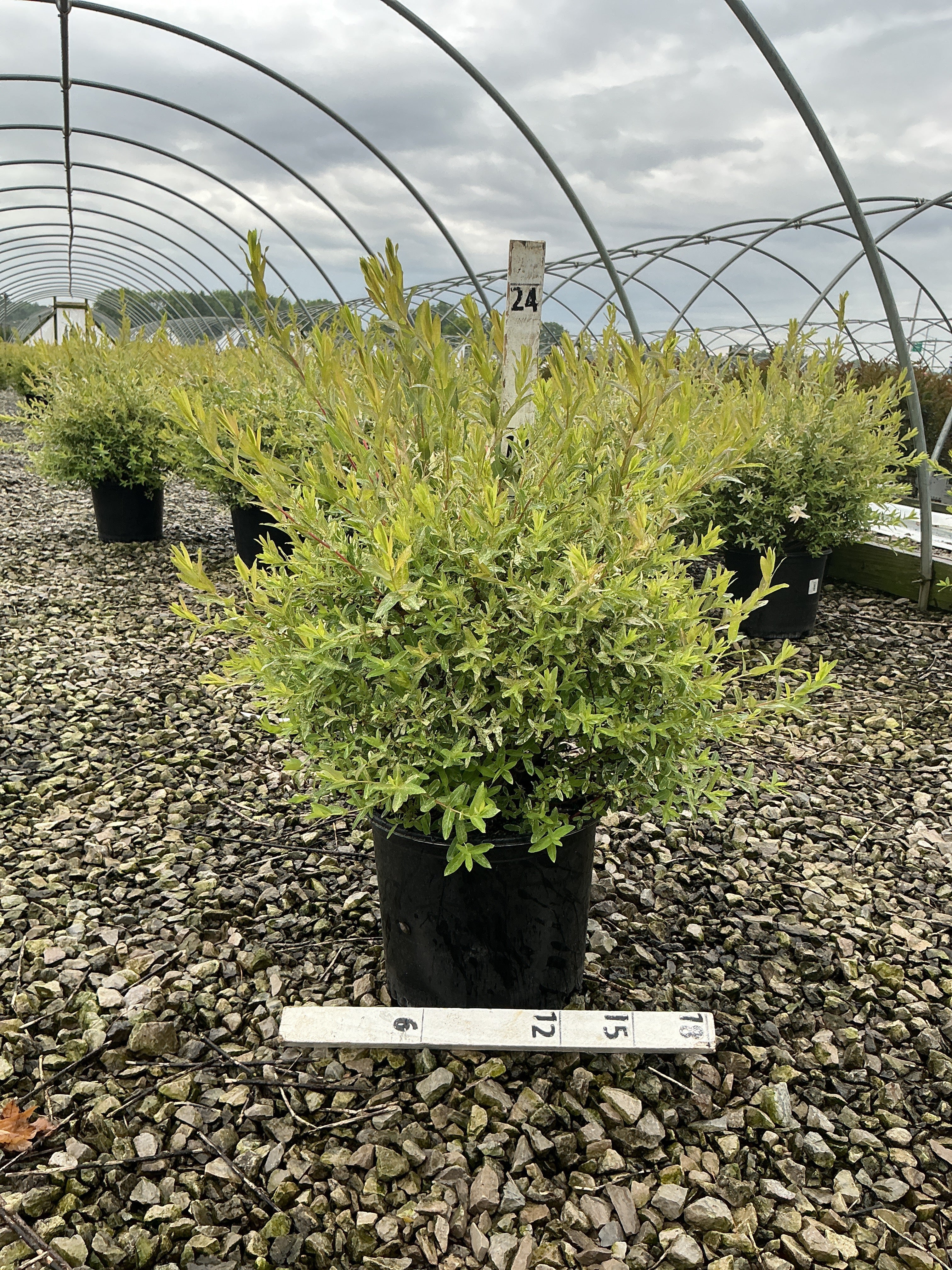 Salix integra 'Hakuro Nishiki'