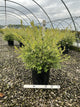 Salix integra 'Hakuro Nishiki'