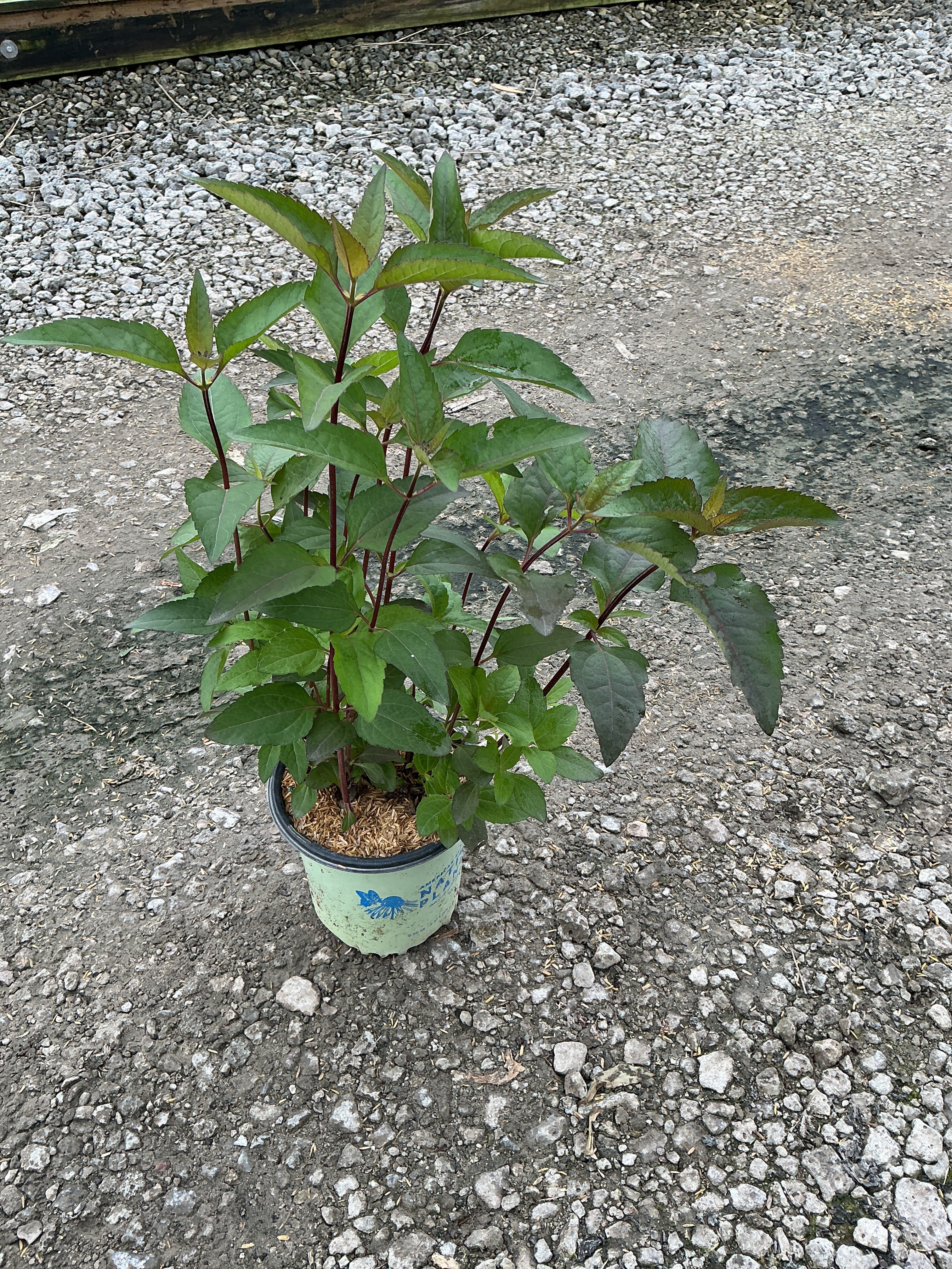 Heliopsis helianthoides 'Burning Hearts'