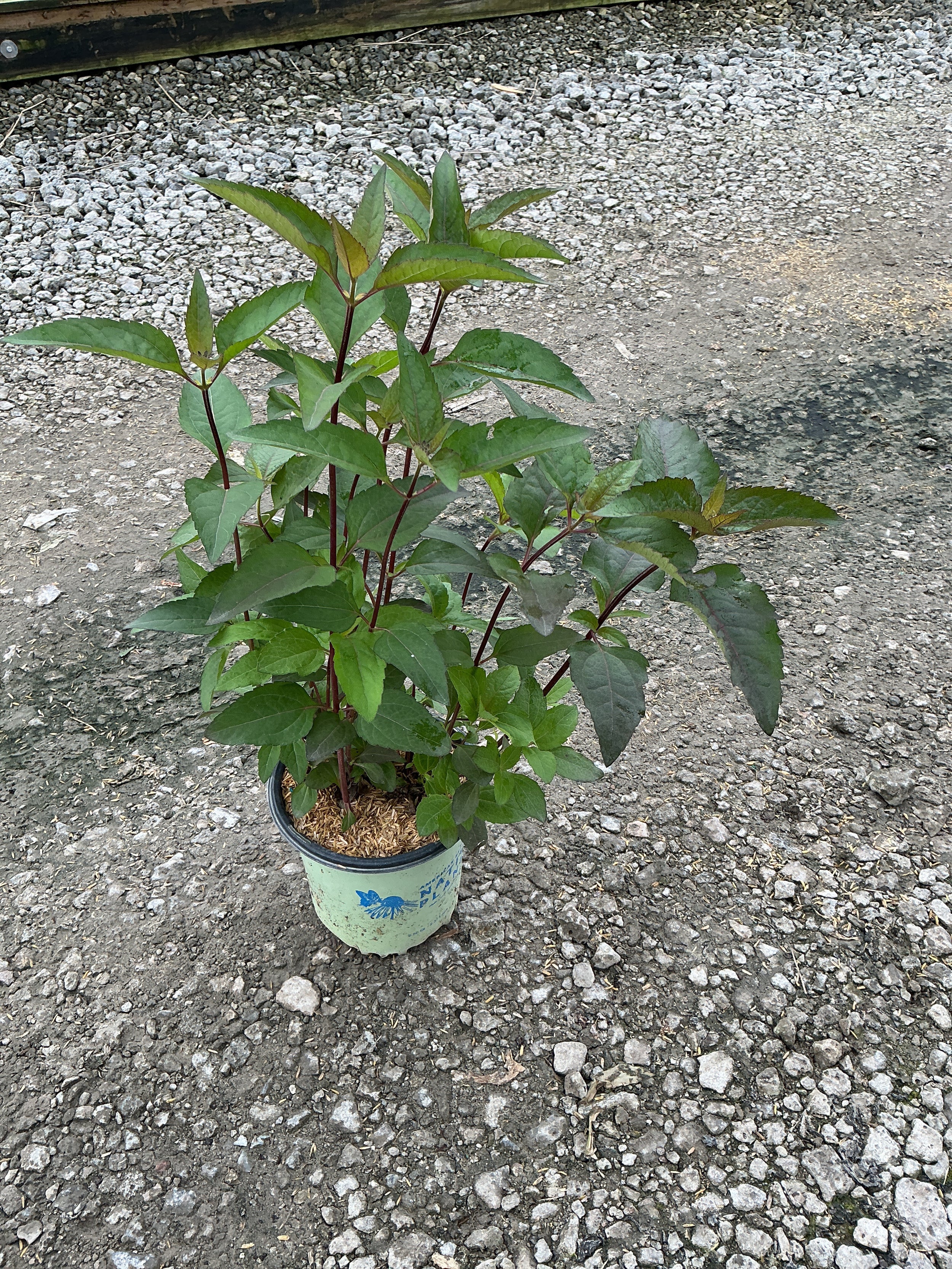 Heliopsis helianthoides 'Burning Hearts'