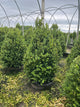 Buxus microphylla 'Green Mountain'