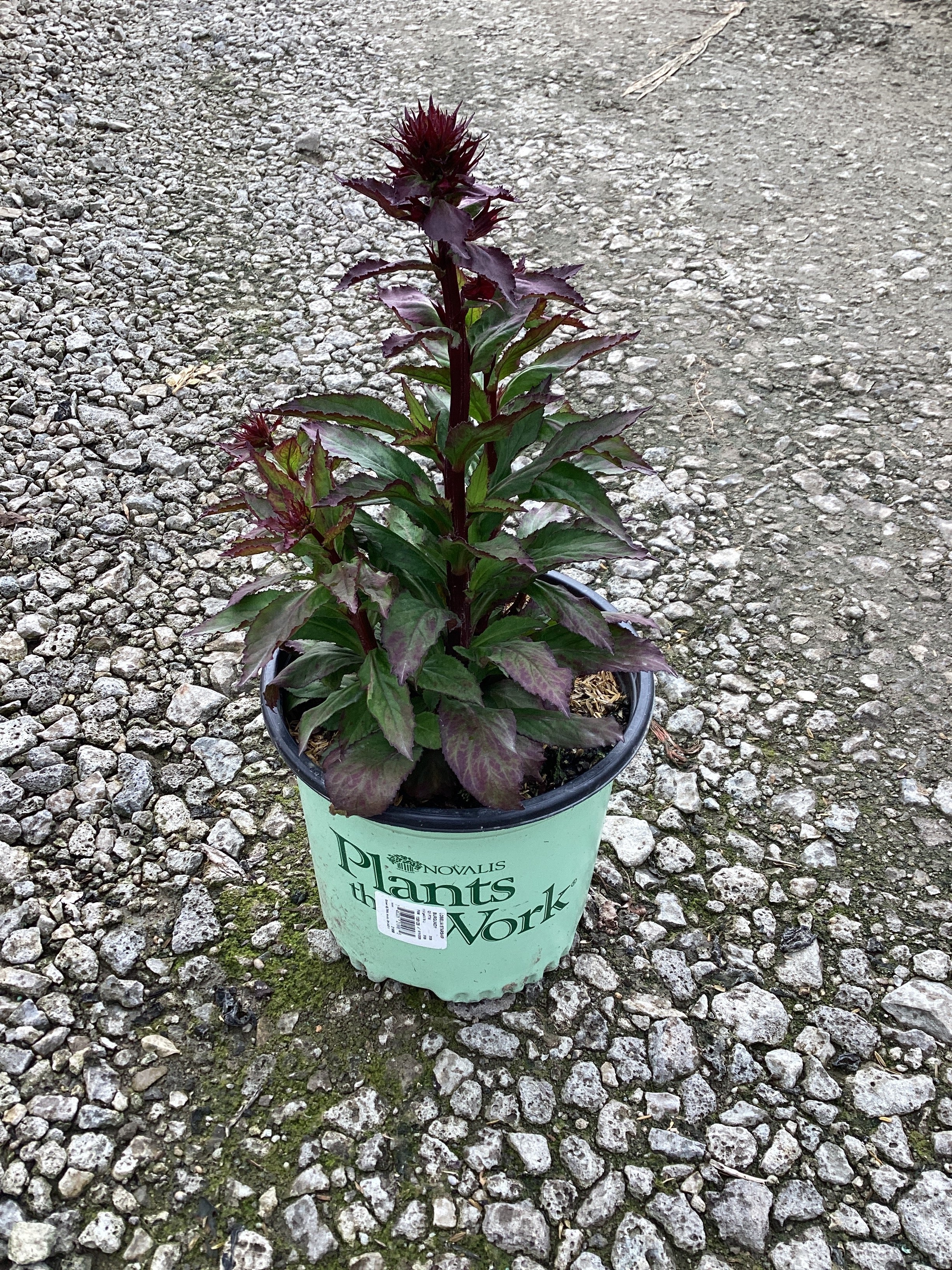 Lobelia starship 'Burgundy'