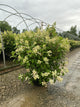 Hydrangea paniculata 'Bulk'